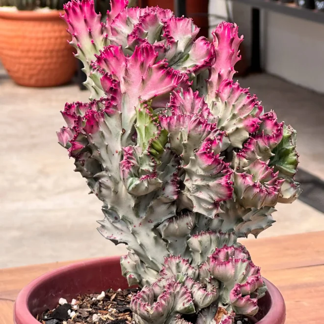 Por que a Euphorbia lactea ‘Cristata Variegata’ fica vermelha? Descubra os motivos!