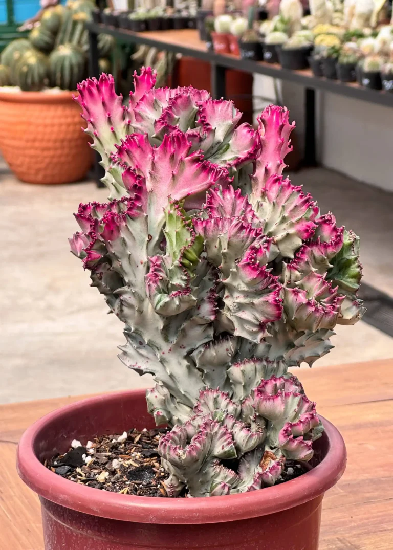 Por que a Euphorbia lactea ‘Cristata Variegata’ fica vermelha? Descubra os motivos!