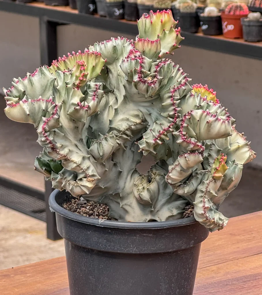 Suculenta Euphorbia lactea Cristata Variegata