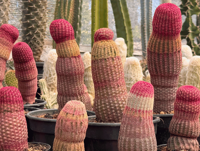 Echinocereus rigidissimus: O Cacto Arco-Íris Que Vai Transformar Seu Jardim!