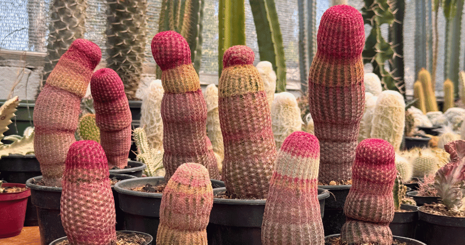 diversos cactos Echinocereus rigidissimus