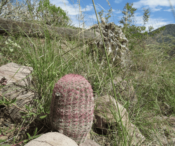 Cacto Echinocereus rigidissimus em seu habitat natural