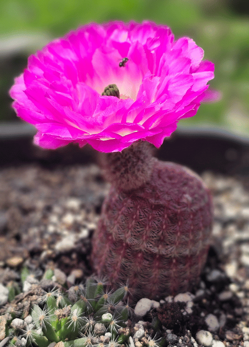 cacto Echinocereus rigidissimus em floração