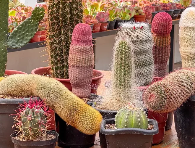 Como Cuidar de Cactos: Guia Completo