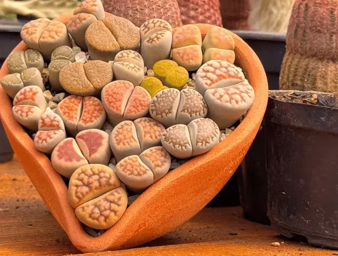 Lithops: Tudo o Que Você Precisa Saber Sobre as “Pedras Vivas”