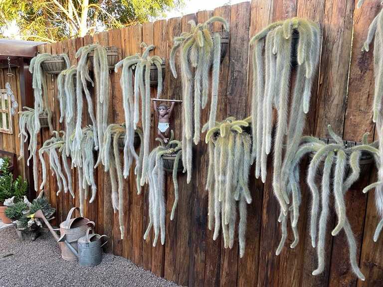 diversos rabos de macaco pendentes em uma parede