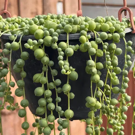foto da suculenta Senecio rowleyanus mais conhecida como Colar de Pérolas