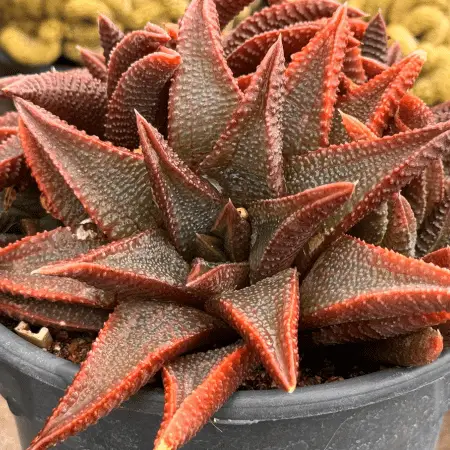 foto da suculenta de meia sombra Haworthia koelmaniorum