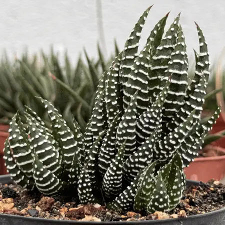 foto da suculenta Haworthia reinwardtii