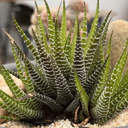 foto da suculenta Haworthiopsis attenuata