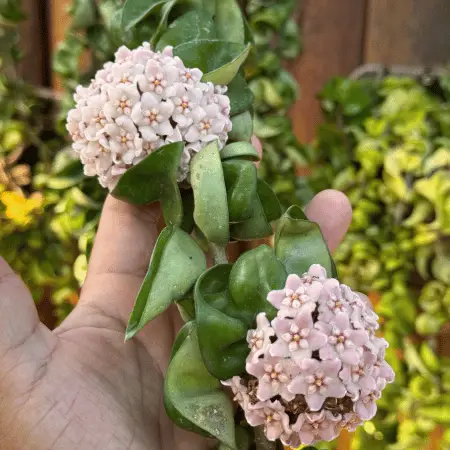 foto da suculenta de meia sombra Hoya compacta Green