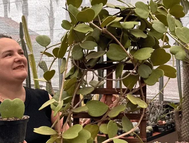 Hoya kerrii: Como Cuidar da Planta Coração e Evitar Erros Comuns