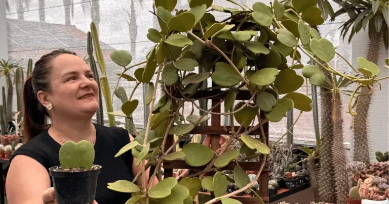 Hoya kerrii: Como Cuidar da Planta Coração e Evitar Erros Comuns