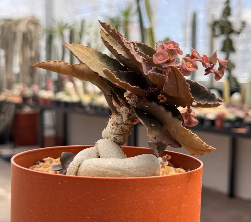 suculenta Euphorbia francoisii
