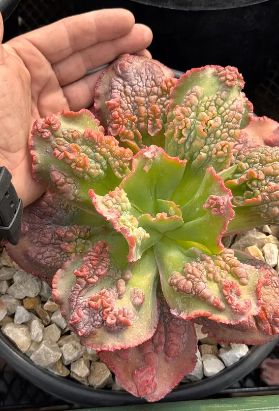 Suculenta grande e colorida