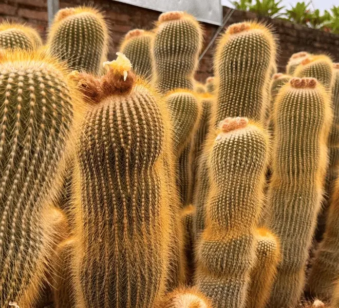 Conheça o Parodia leninghausii – O Cacto Dourado Brasileiro