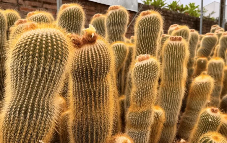 Conheça o Parodia leninghausii – O Cacto Dourado Brasileiro