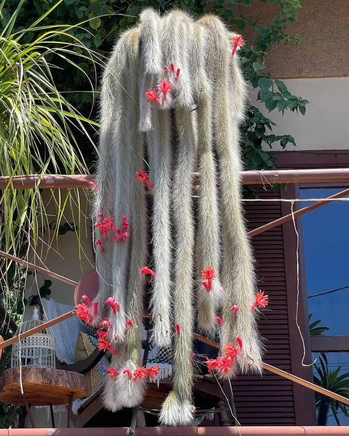rabo de macaco com flores vermelhas