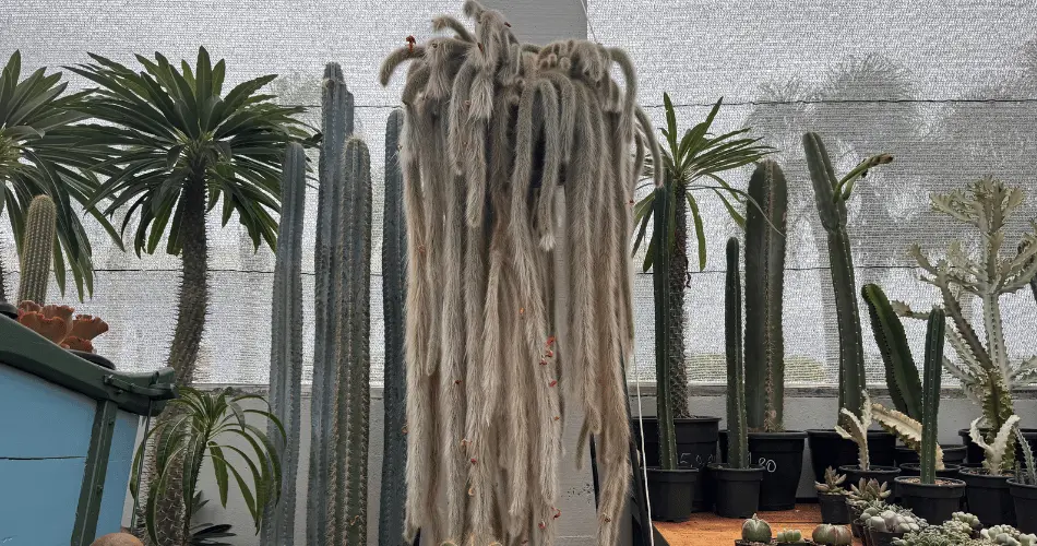 cacto rabo de macaco (Cleistocactus colademononis) em um vaso pendente