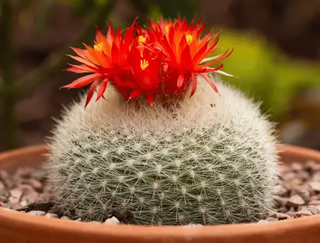 5 Mitos Sobre Cactos Que Você Precisa Deixar de Acreditar!