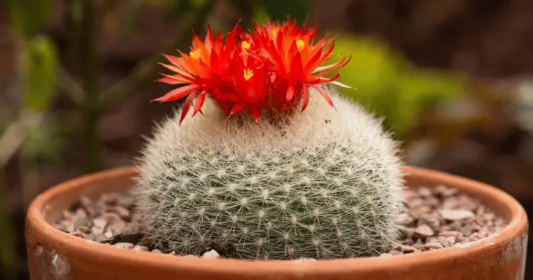 5 Mitos Sobre Cactos Que Você Precisa Deixar de Acreditar!