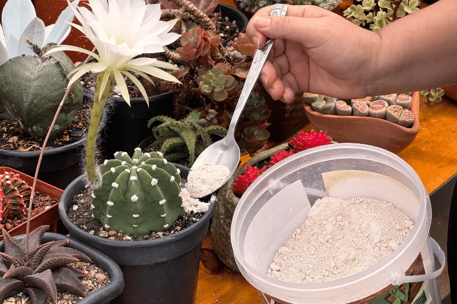 aplicando terra de diatomáceas em um cacto