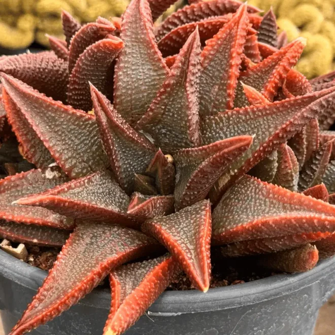 5 Suculentas de Meia-Sombra Para Cultivo em Casa