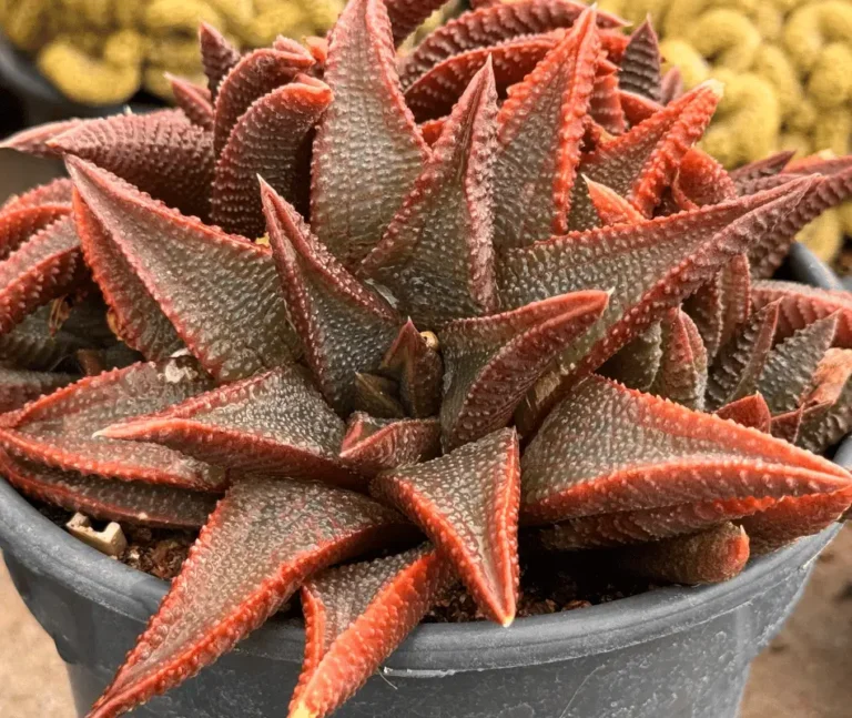 5 Suculentas de Meia-Sombra Para Cultivo em Casa