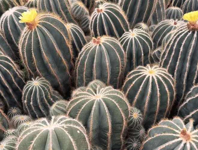 Parodia Magnifica: Um Cacto Brasileiro Perfeito Para Qualquer Coleção