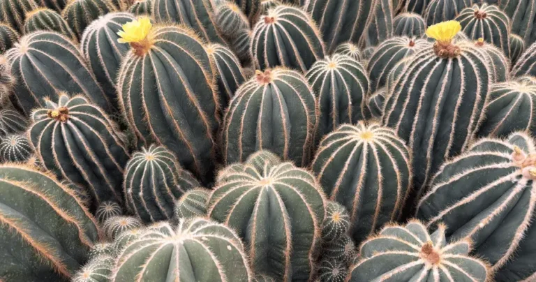 Parodia Magnifica: Um Cacto Brasileiro Perfeito Para Qualquer Coleção
