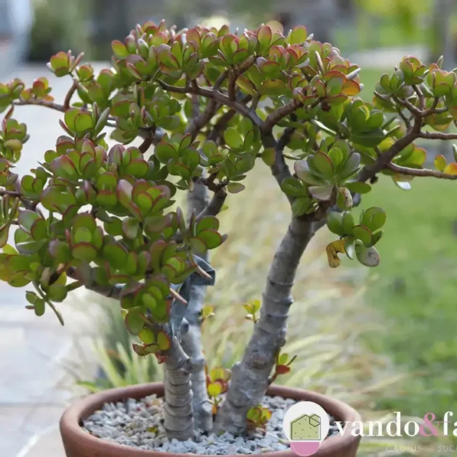 Planta Jade: Como Usá-la Para Transformar Seu Espaço em um Ímã de Prosperidade!