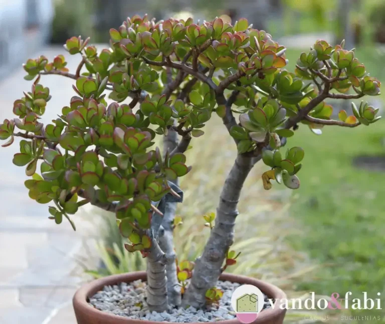 Planta Jade: Como Usá-la Para Transformar Seu Espaço em um Ímã de Prosperidade!