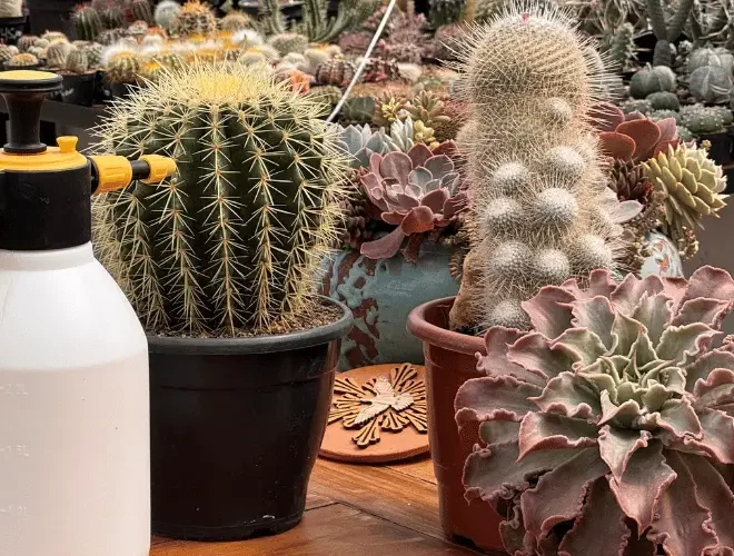 Plantas Não Vivem Sem Fungos: O Problema e as Soluções para um Solo Saudável