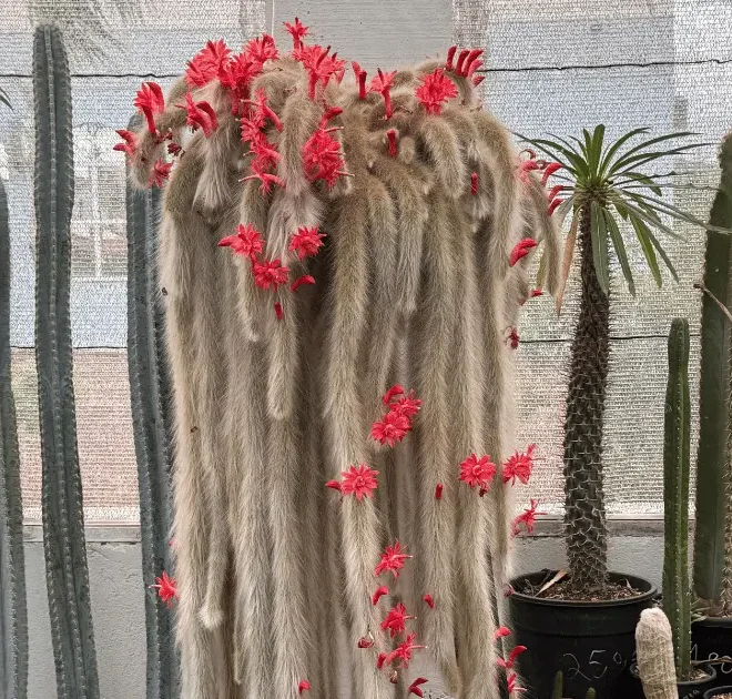 Cacto Rabo-de-Macaco (Cleistocactus colademononis): Guia Completo