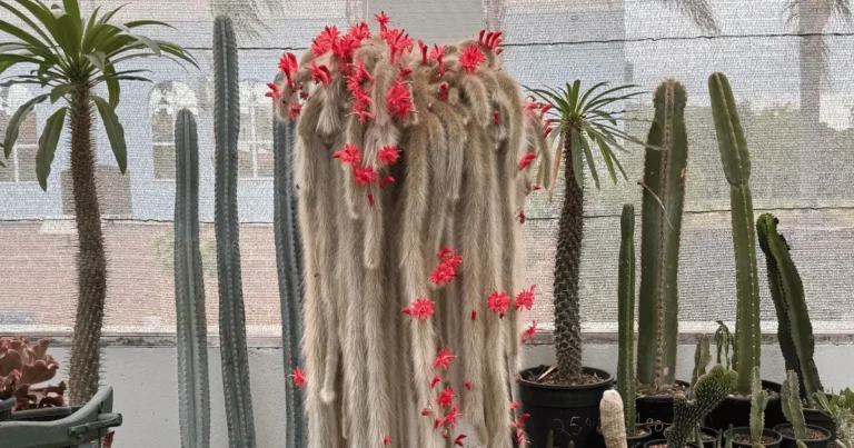 Cacto Rabo-de-Macaco (Cleistocactus colademononis): Guia Completo