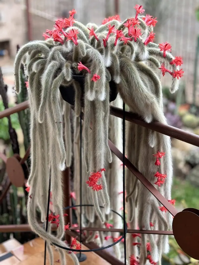 cacto rabo de macaco florido em vaso pendente