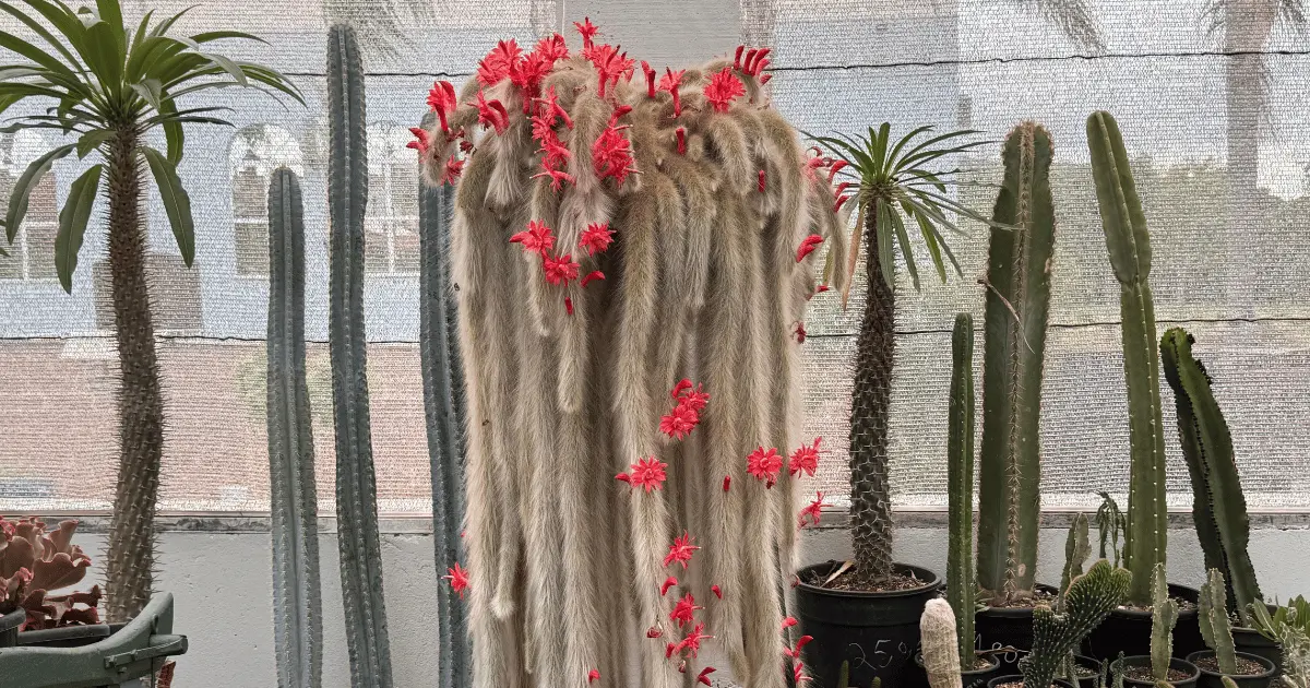 cacto rabo de macaco em um vaso pendente