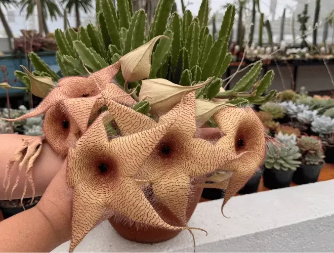 Stapelia gigantea: A suculenta de flor gigante!