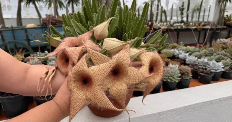 Stapelia gigantea: A suculenta de flor gigante!
