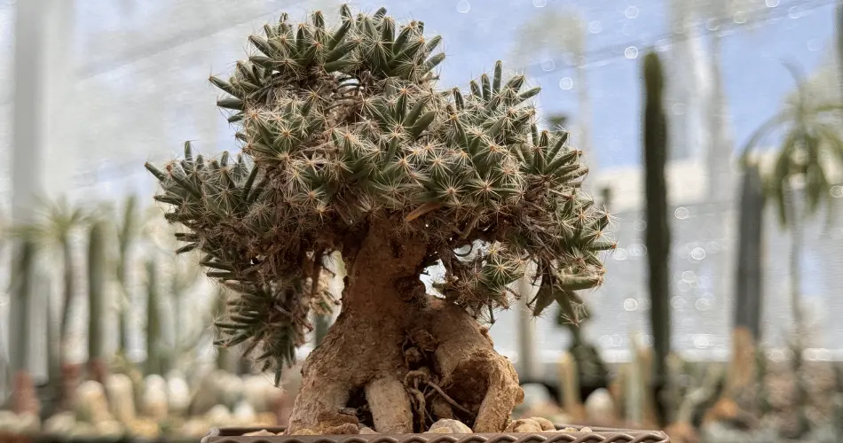 suculenta Trichodiadema densum arvoreta