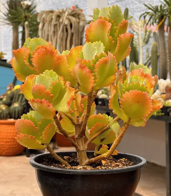 suculenta amarela