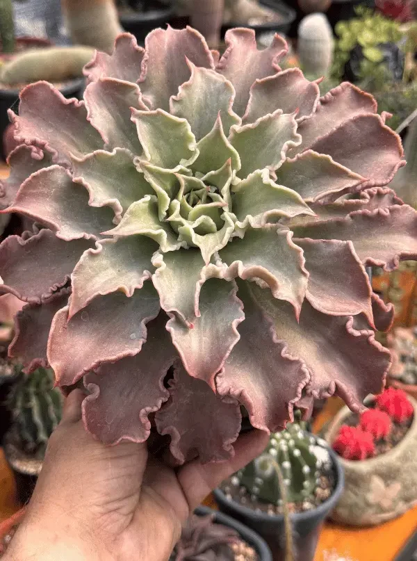 suculenta roxa