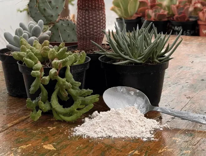 Coloque terra de diatomáceas nas suas plantas e veja a transformação!