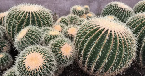 Como cuidar do Echinocactus grusonii, o cacto poltrona de sogra