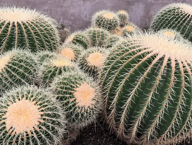 Como cuidar do Echinocactus grusonii, o cacto poltrona de sogra
