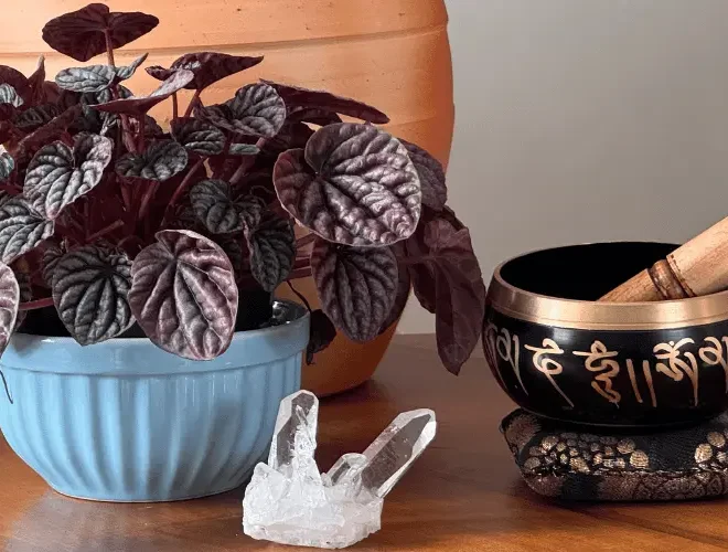 A Troca de Energia Entre Humanos e Plantas: Conexão Real ou Ilusão?