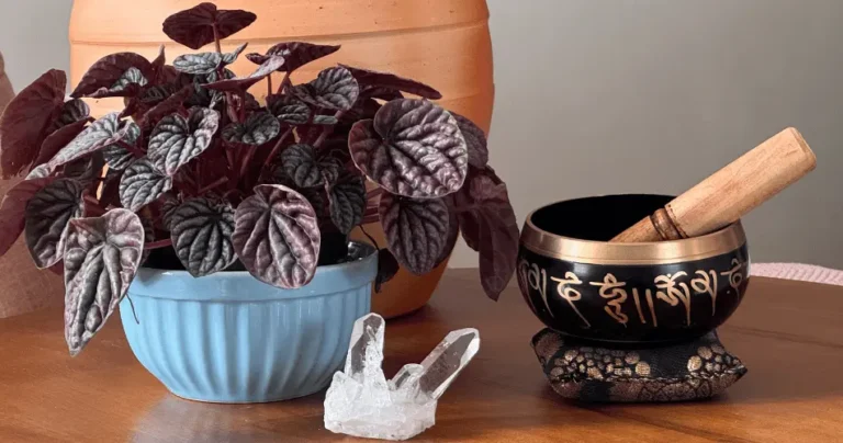 A Troca de Energia Entre Humanos e Plantas: Conexão Real ou Ilusão?