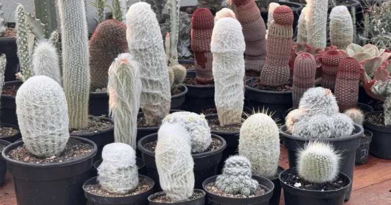 5 Cactos Brancos Para Cultivar em Casa e Deixar o Jardim Incrível
