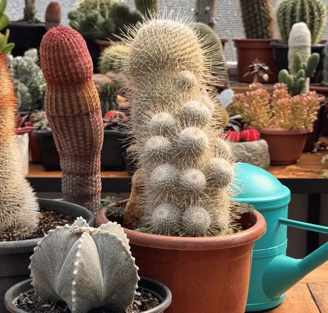 5 Motivos para Ter Cactos em Casa