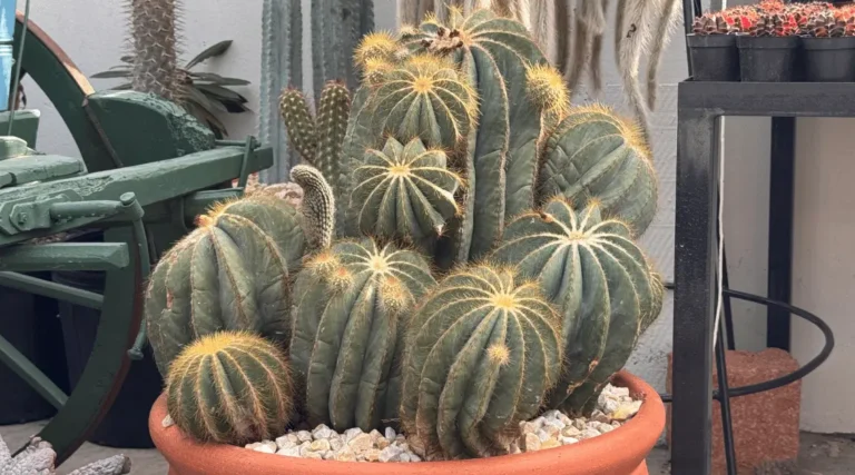 Como Plantar Cactos em Vaso: Passo a Passo Fácil